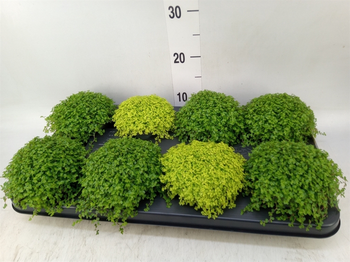 <h4>Soleirolia soleirolii   ...mix 2</h4>