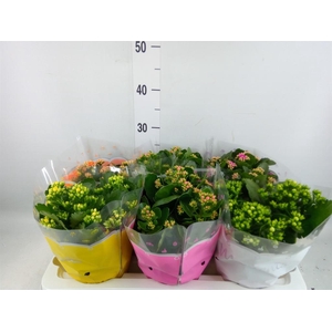 Kalanchoe blos.   ..rosebud mix  5