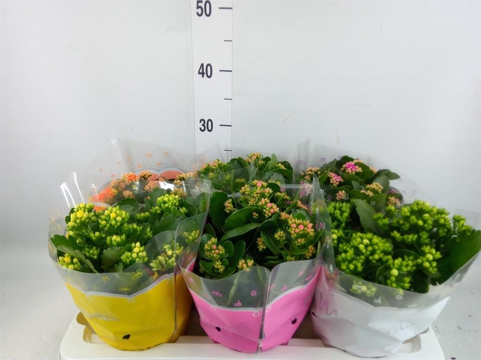 <h4>Kalanchoe blos.   ..rosebud mix  5</h4>