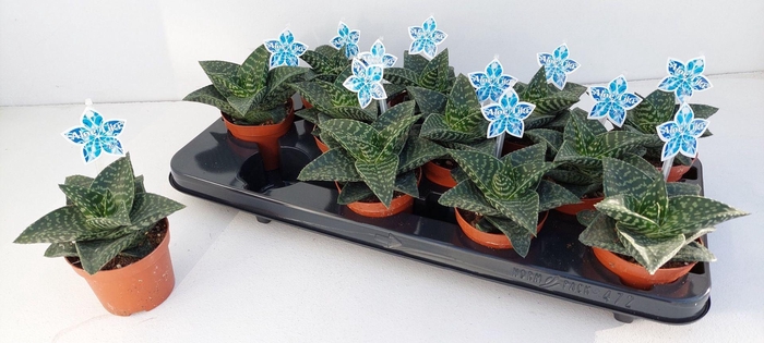 <h4>Gasteraloe Tiki Zilla</h4>