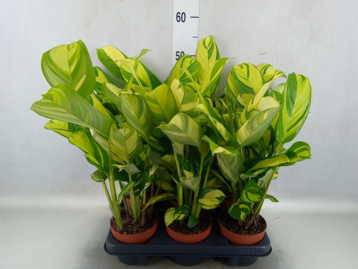 <h4>Ctenanthe pilosa 'Mosaic'</h4>