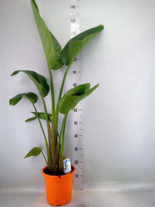 <h4>Strelitzia nicolai</h4>