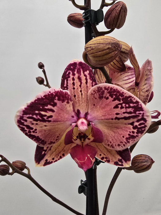 <h4>Limited 72 week 8</h4>