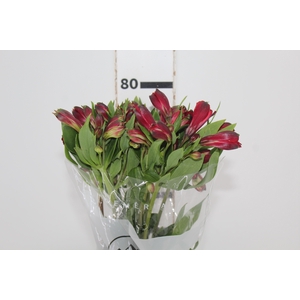 ALSTROEMERIA MERLOT 080 CM VERMELHO