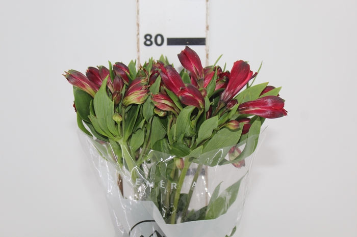 <h4>ALSTROEMERIA MERLOT 080 CM VERMELHO</h4>