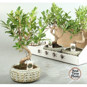 BONSAI GEM
