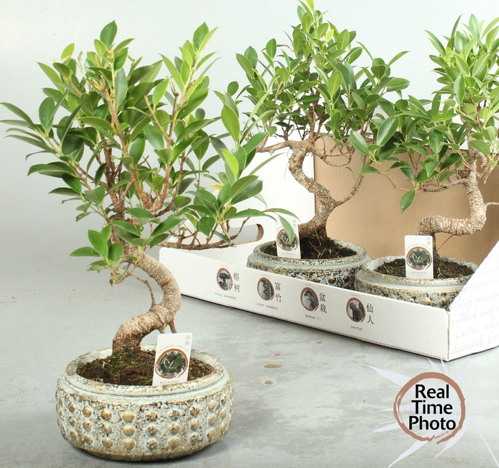 <h4>BONSAI GEM</h4>
