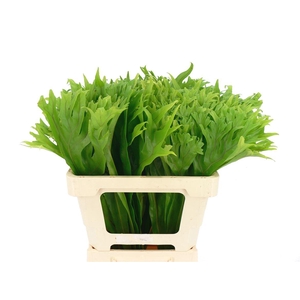 Asplenium