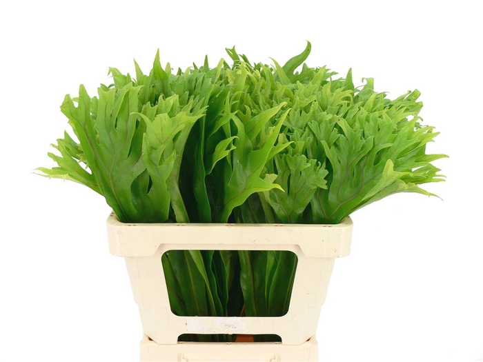 <h4>Asplenium</h4>