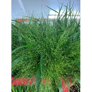 Grasses - Panicum Fountain (Stem)
