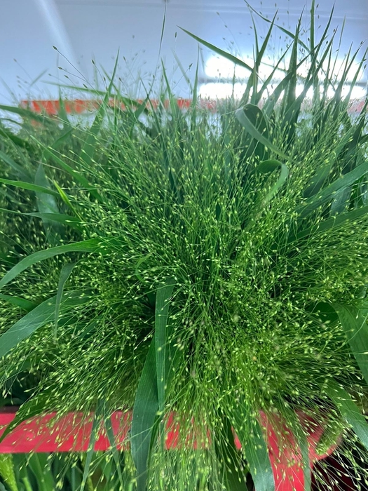 Grasses - Panicum Fountain (Stem)