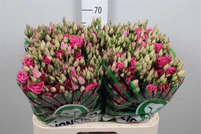 <h4>Eus G Rosi Cherry</h4>