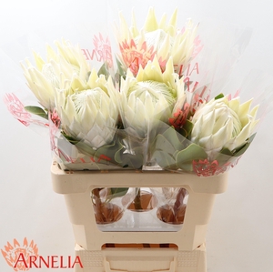 PROTEA CY AYOBA A IC