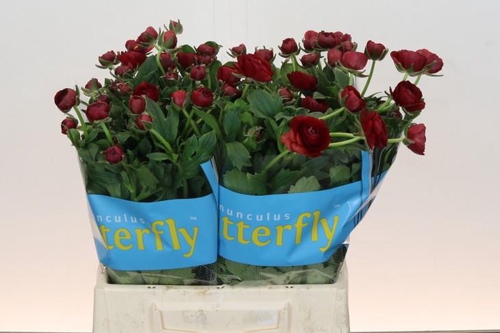 <h4>Ranunculus Butterfly Hades</h4>