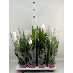 Spathiphyllum  'Sweet Chico'