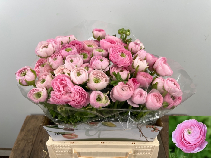 <h4>RAN EL PINK</h4>