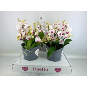 Phalaenopsis multi. 'FC Safe Haven'