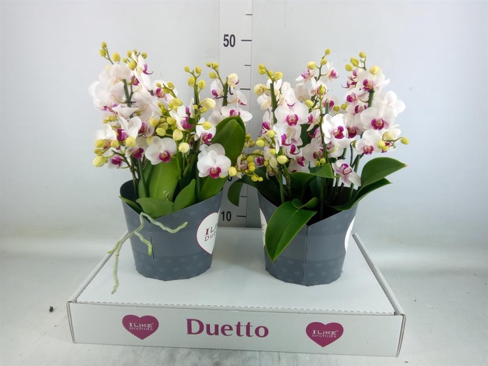 <h4>Phalaenopsis multi. 'FC Safe Haven'</h4>