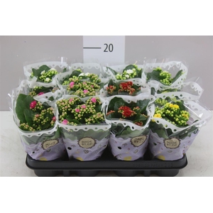 Kalanchoe Calandiva Mix