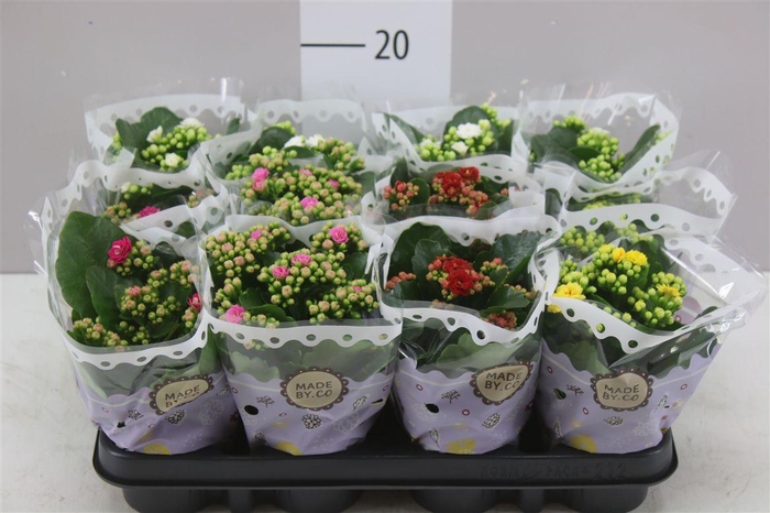 <h4>Kalanchoe Calandiva Mix</h4>