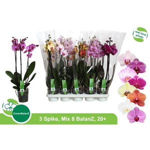 PHAL GEM 8 KL