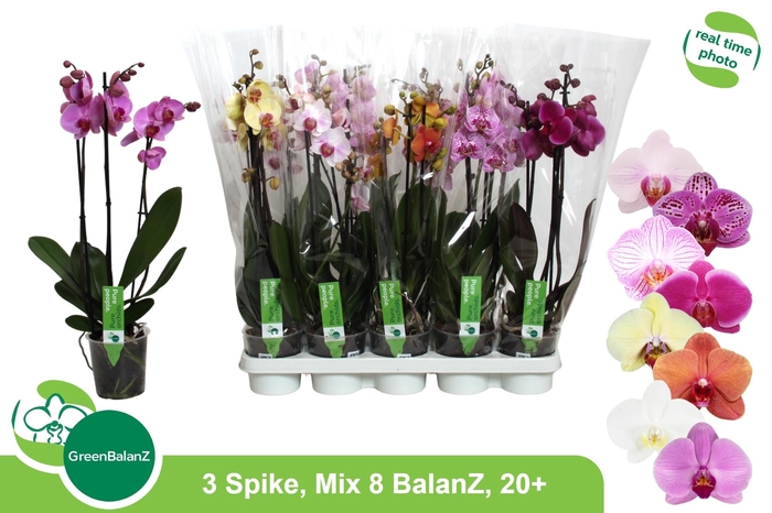 <h4>PHAL GEM 8 KL</h4>