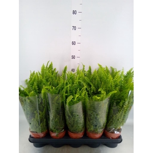 Nephrolepis exal. 'Green Lady'