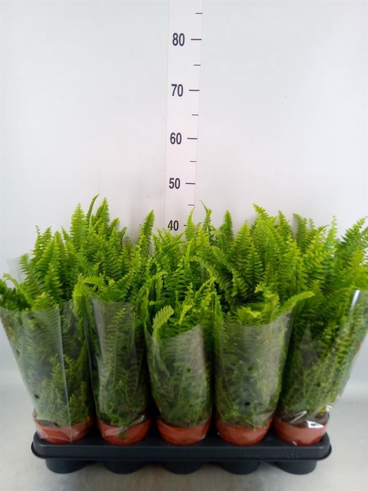 <h4>Nephrolepis exal. 'Green Lady'</h4>