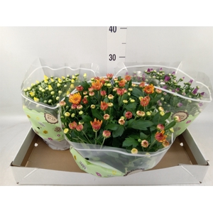 Chrysanthemum   ..mix 5