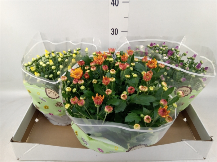 <h4>Chrysanthemum   ..mix 5</h4>