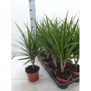 DRA MARGINATA