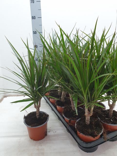 <h4>DRA MARGINATA</h4>