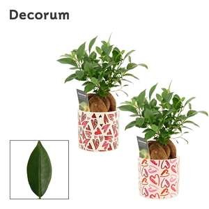 Ficus Ginseng 12 cm Retusa in Julia (Deco-collection)