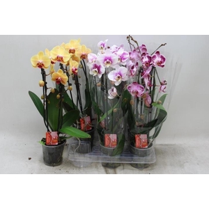PHAL EL CASCADE