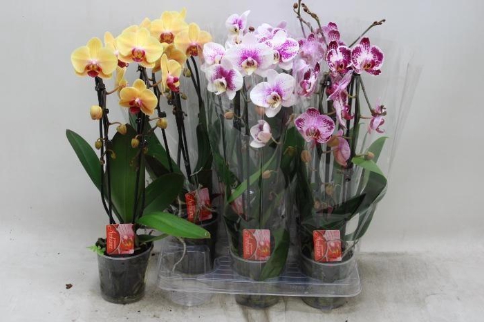 <h4>PHAL EL CASCADE</h4>