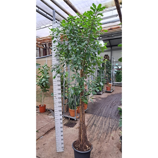 <h4>Ficus natalensis Lynn multistam</h4>