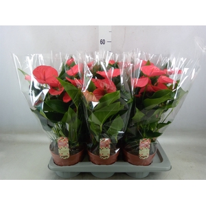 Anthurium andr. 'Melito'