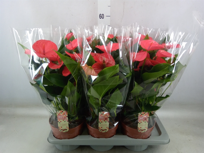 <h4>Anthurium andr. 'Melito'</h4>