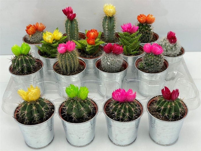 <h4>Cactus versierd</h4>