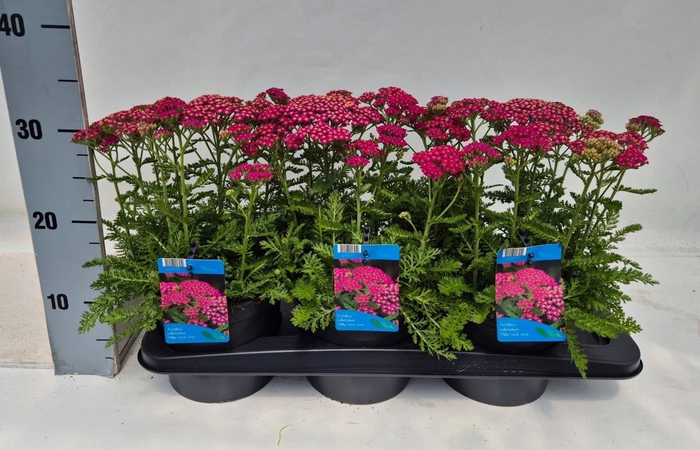 Achillea millefolium