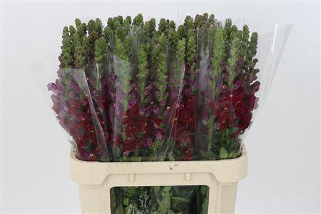 <h4>Antir Mary Red It.</h4>