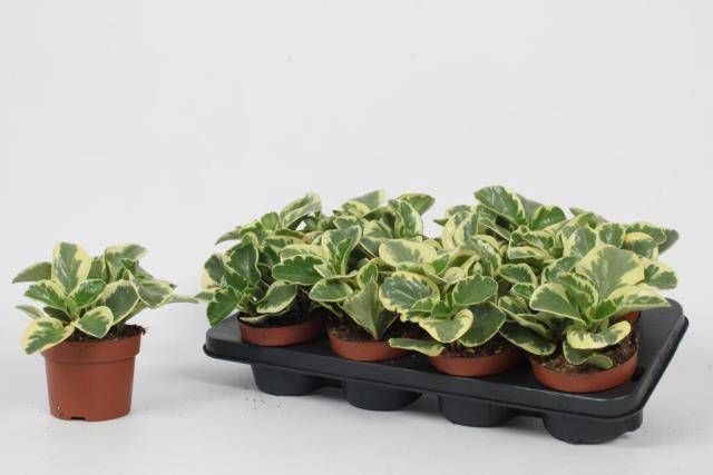 <h4>PEP OBT VARIEGATA</h4>