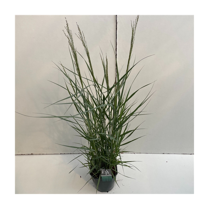 <h4>Panicum 'Prairy Sky'</h4>