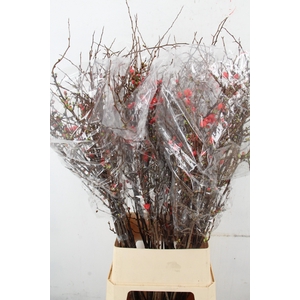 CHAENOMELES SUPERBA 130CM