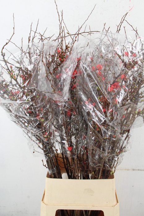 <h4>CHAENOMELES SUPERBA 130CM</h4>