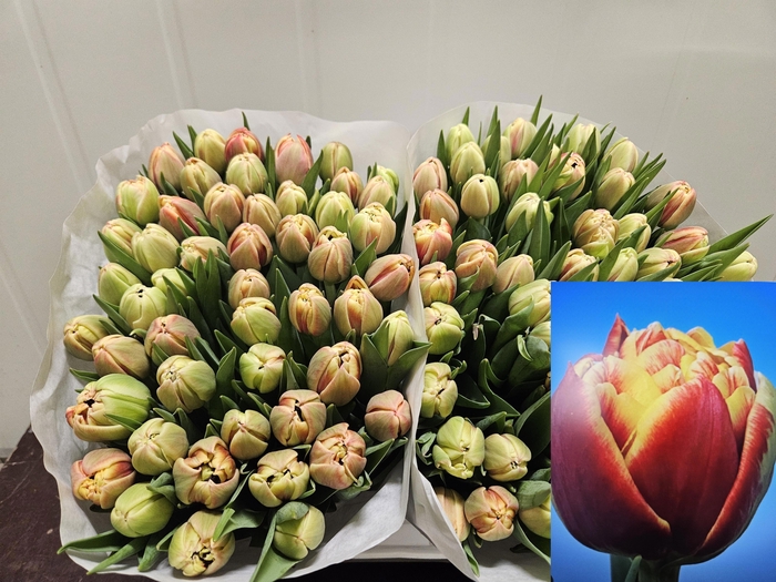 <h4>Tu Du Marax Pride</h4>