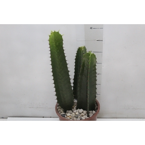 CACTUS EUPHORBIA MANDACARU P17