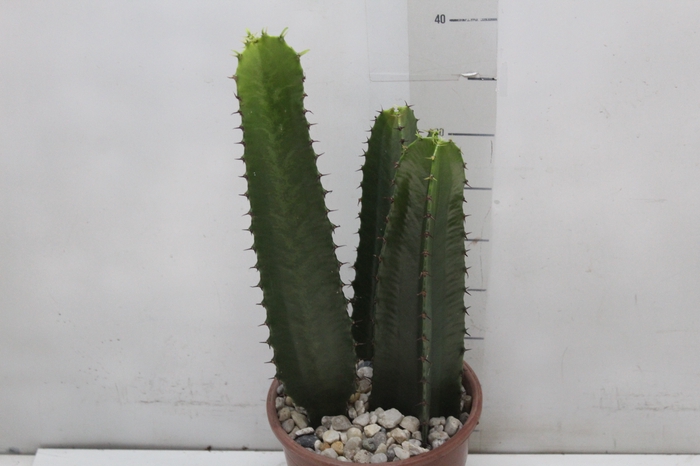 <h4>CACTUS EUPHORBIA MANDACARU P17</h4>