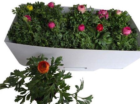 <h4>Ranun Sprink Gem</h4>