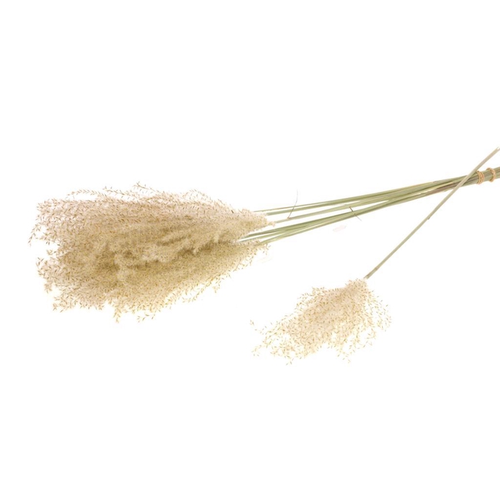 <h4>Fluffy Reed Grass 10pc Natural</h4>
